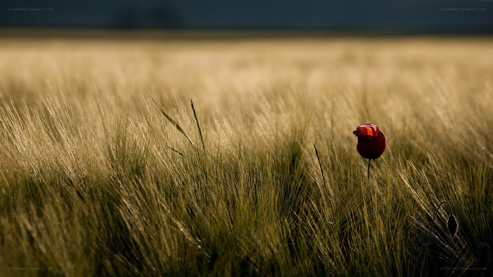 single red poppy in a field