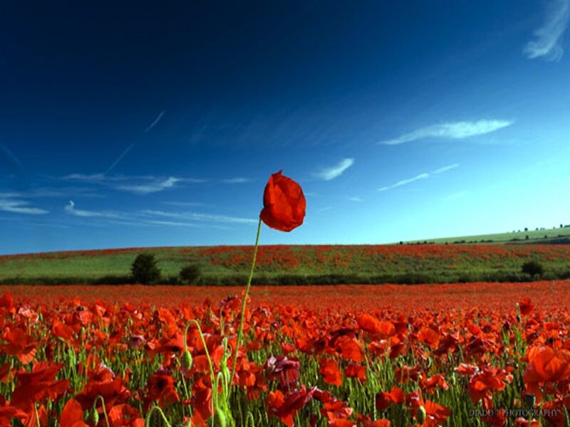 Single Red Poppy — Serene