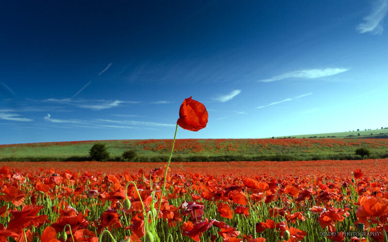 Single Red Poppy