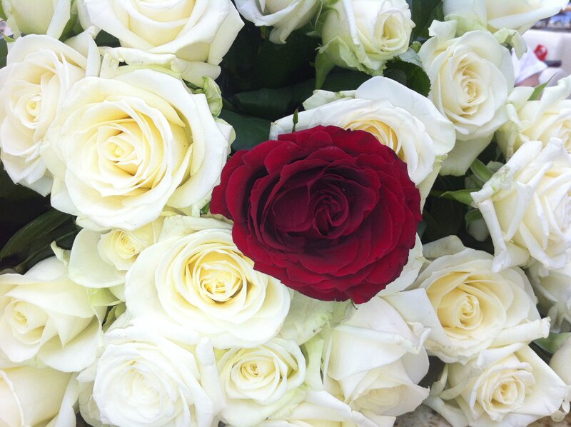 Single Red Rose Among White