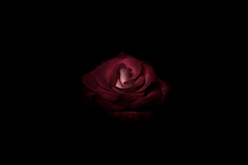 Single Red Rose — Dramatic, Night