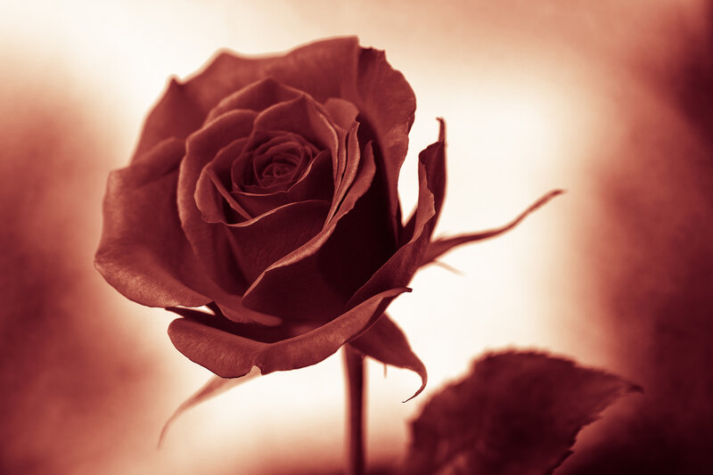 Single Red Rose — Dramatic, Photograph, Stem, Leaf