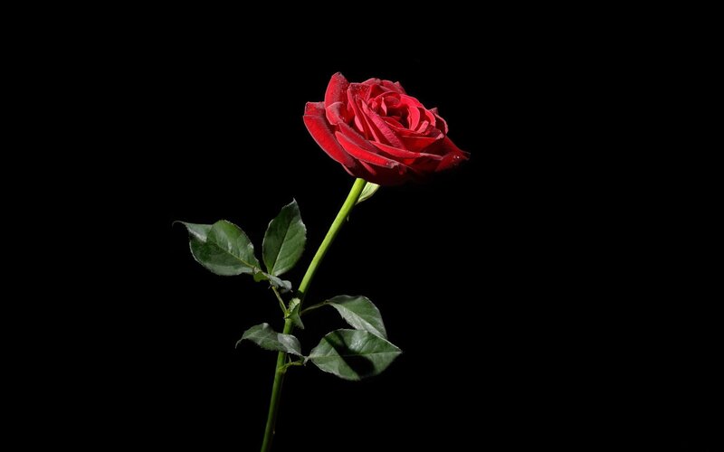 Single Red Rose — Dramatic, Photograph, Stem, Leaves