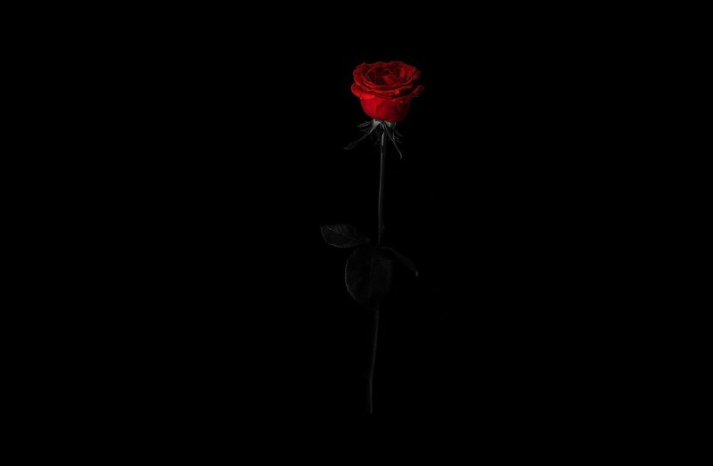 Single Red Rose — Dramatic, Photograph, Stem