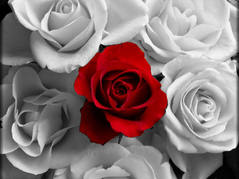 Single Red Rose — Dramatic, Photograph
