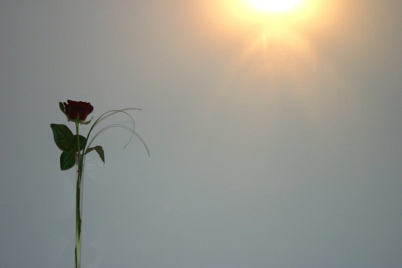 Single Red Rose — Dramatic