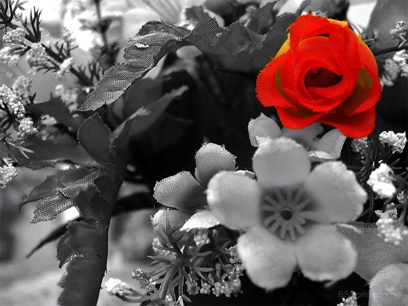 single red rose in bouquet