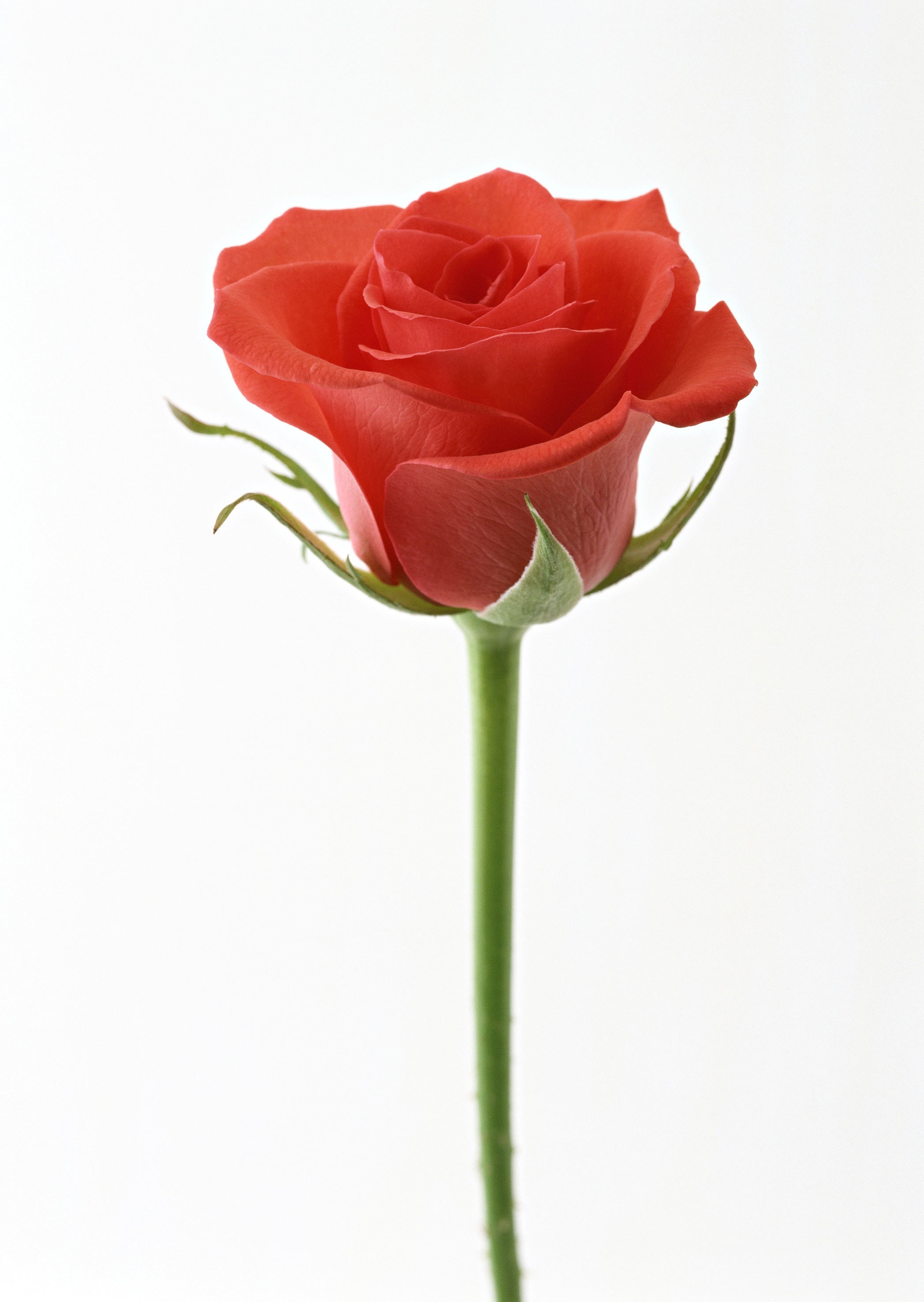 single red rose on white