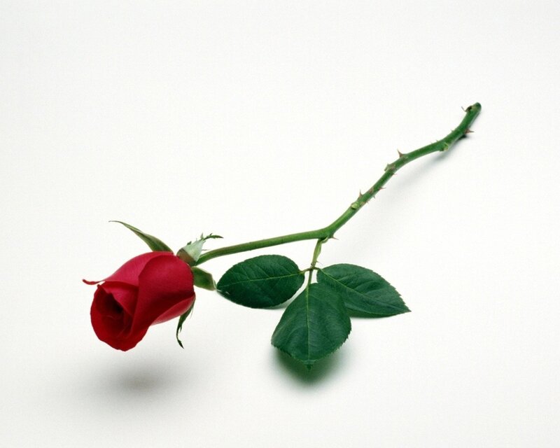 single red rose on white