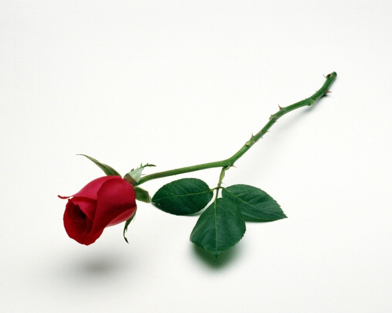 single red rose on white