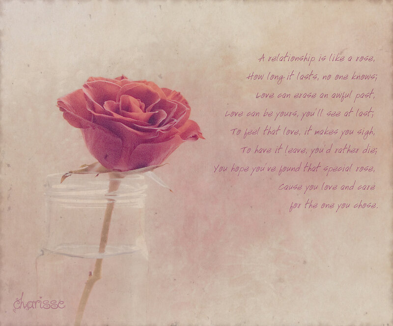 Single Red Rose — Pink