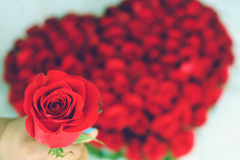 Single Red Rose — Romantic
