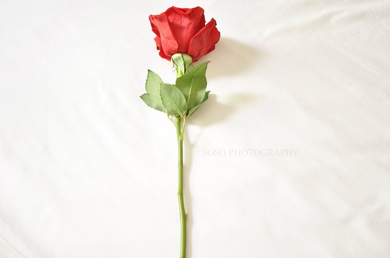 Single Red Rose — Serene, Photograph, Stem