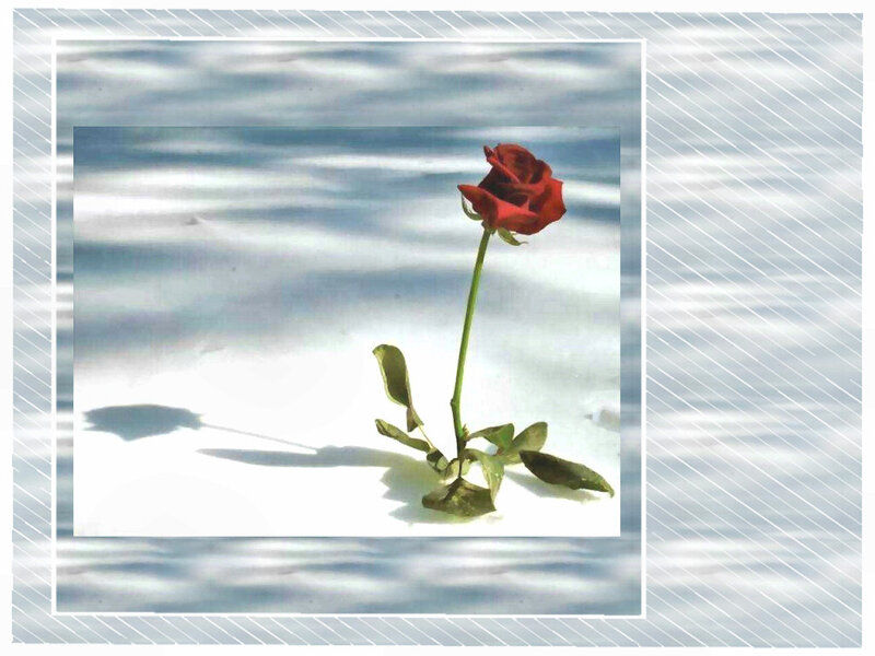 Single Red Rose — Serene, Photograph