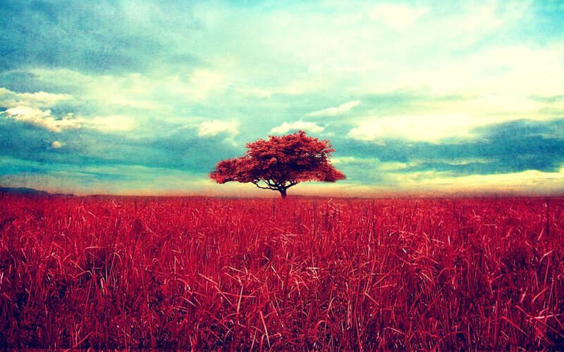 Single Red Tree in Field — Dramatic