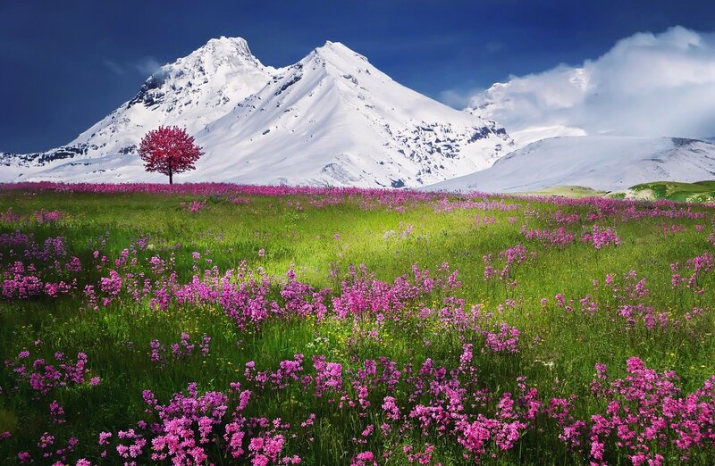 Single Red Tree in Field — Green, Serene, Spring