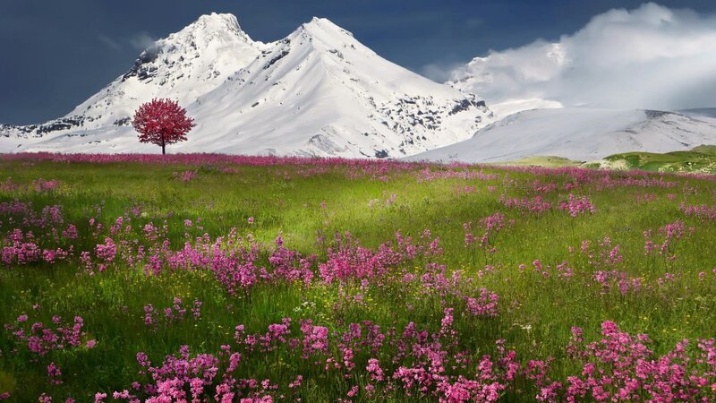 Single Red Tree in Field — Green, Serene