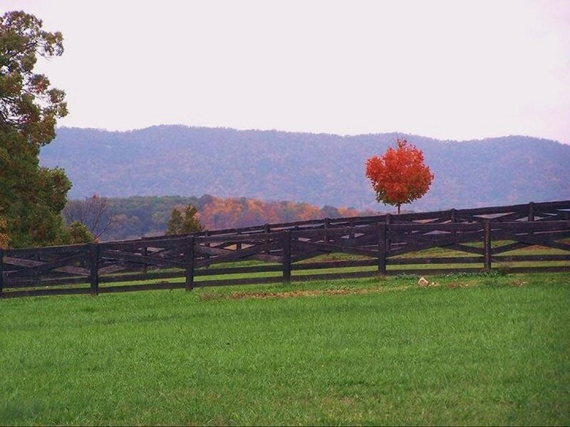 Single Red Tree in Field — Green