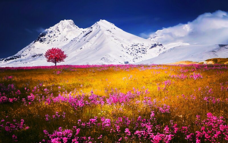 Single Red Tree in Field — Pink