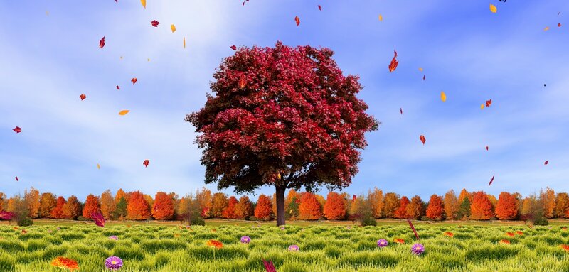 Single Red Tree in Field — Serene