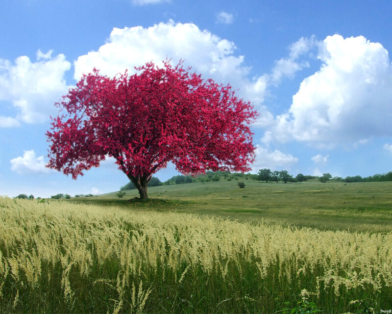 Single Red Tree in Field