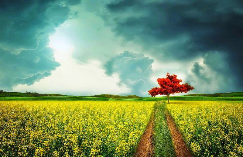 Single Red Tree in Field — Yellow