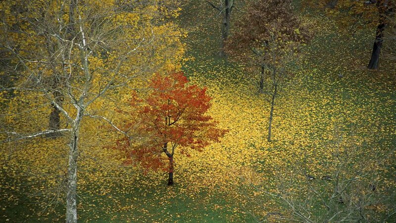 Single Red Tree in Park