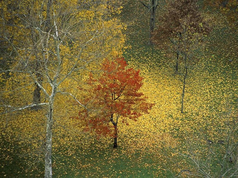Single Red Tree in Park — Yellow, Serene, Autumn, Photograph