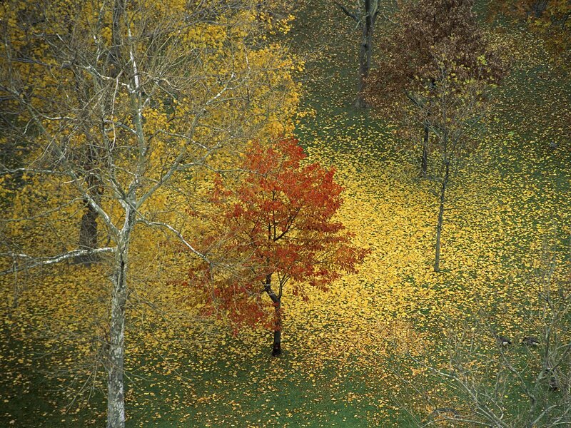 Single Red Tree in Park — Yellow, Serene, Autumn