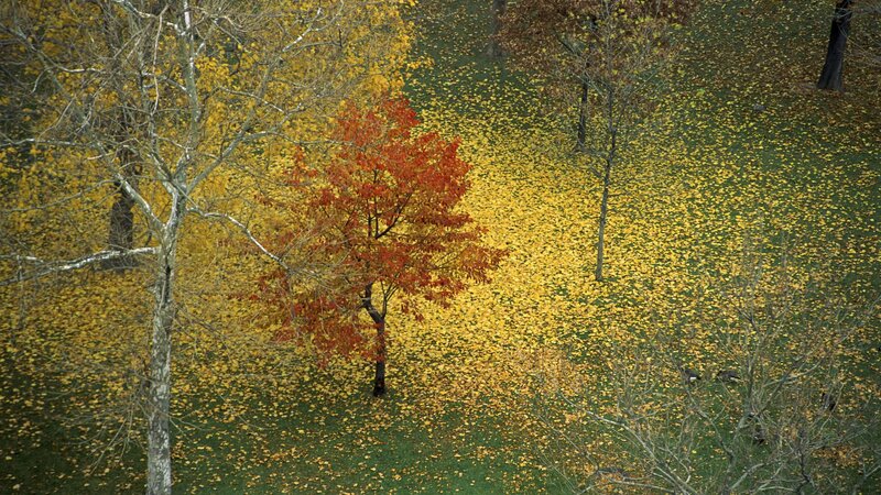 Single Red Tree in Park — Yellow, Serene