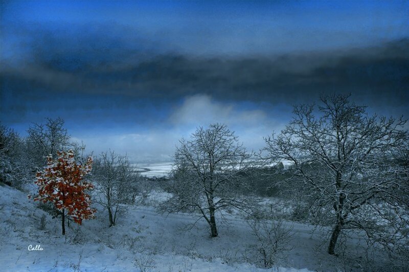 Single Red Tree in Snow
