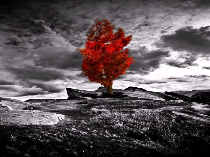 Single Red Tree