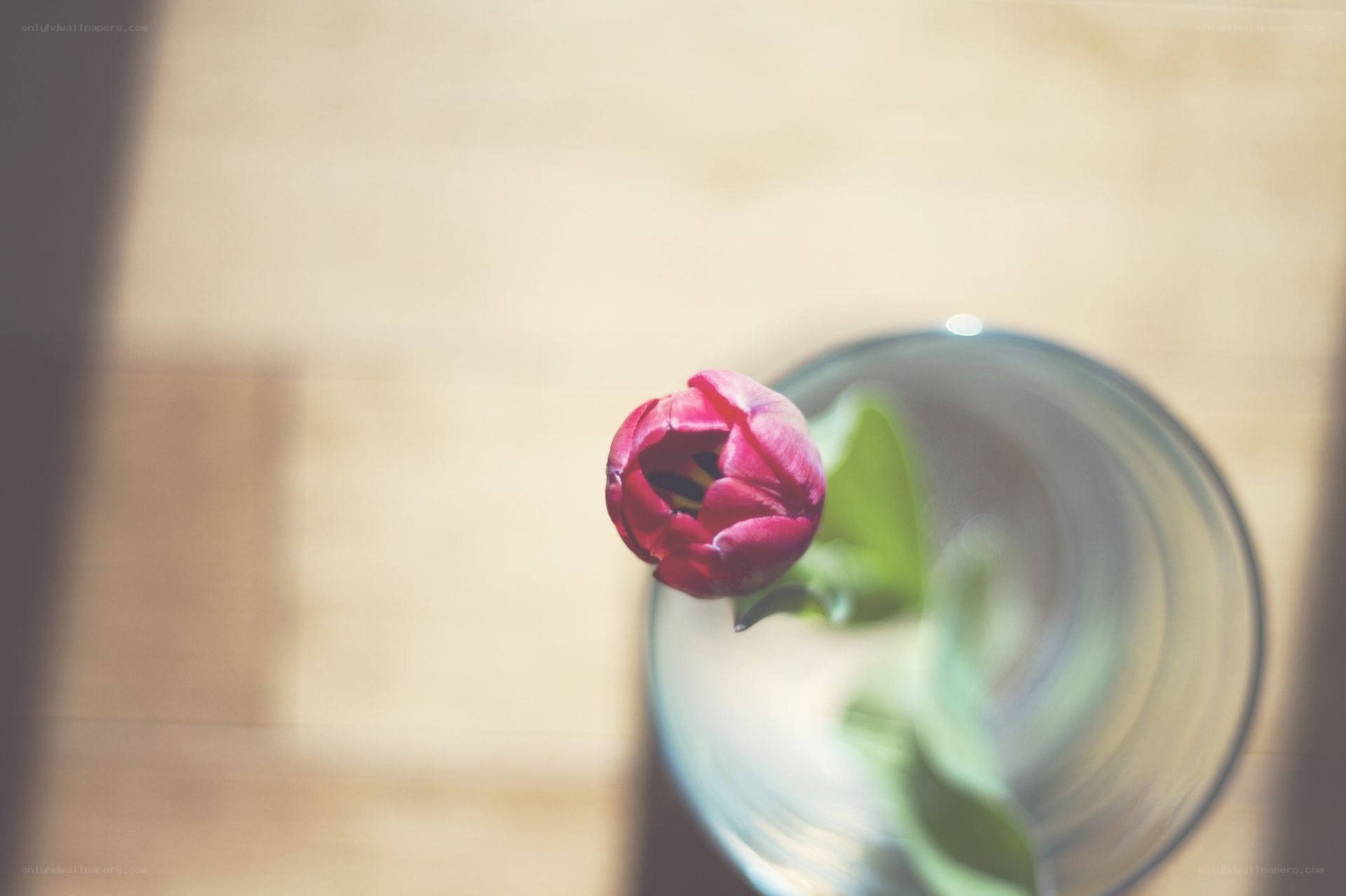 single red tulip in glass