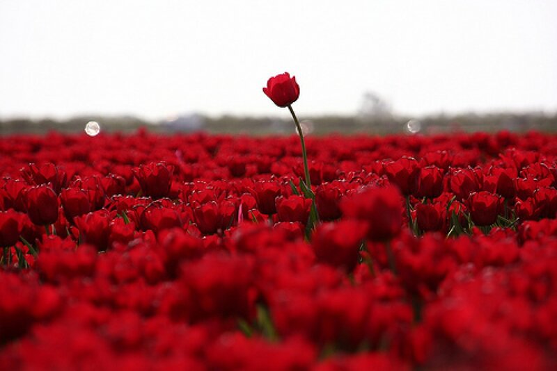 Single Red Tulip — Serene