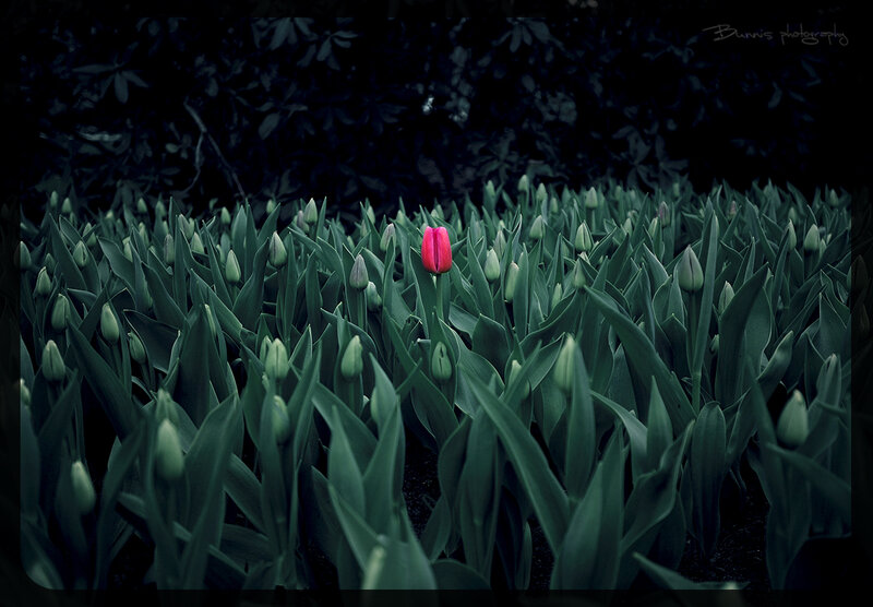 Single Red Tulip