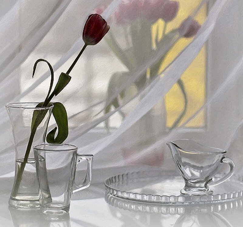 Single Red Tulip — White