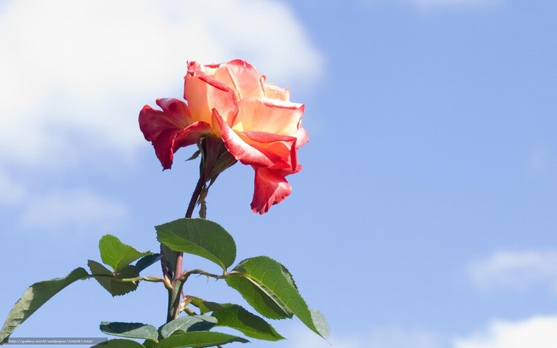 Single Rose Against Sky