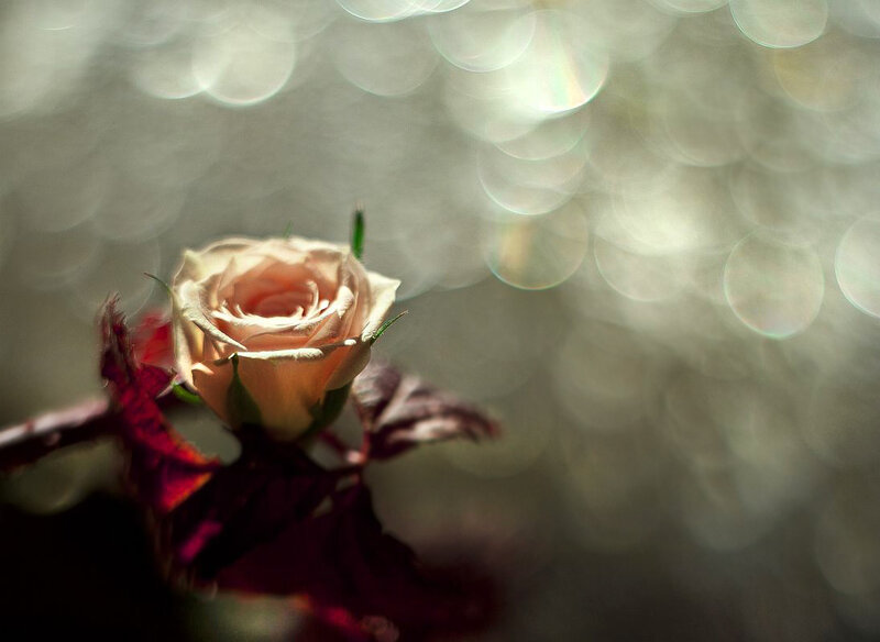 Single Rose Bud