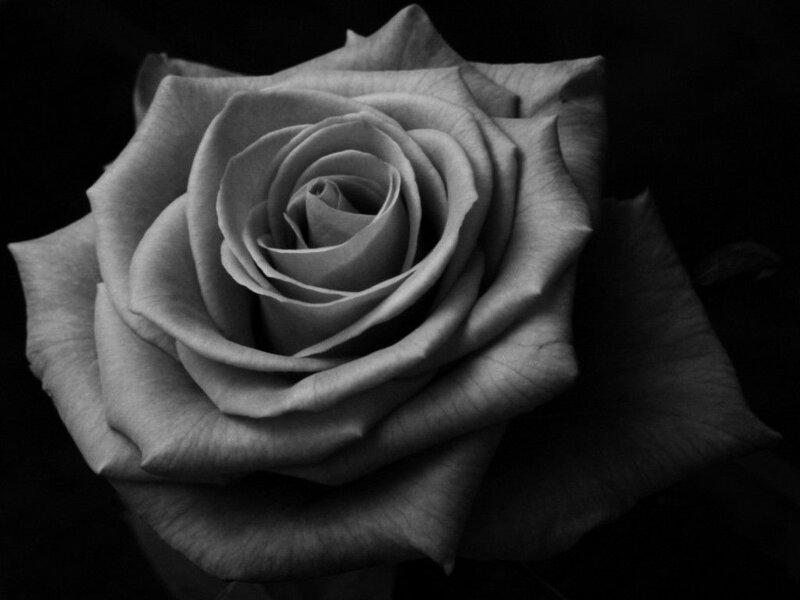 Single Rose Flower — Black, Dramatic