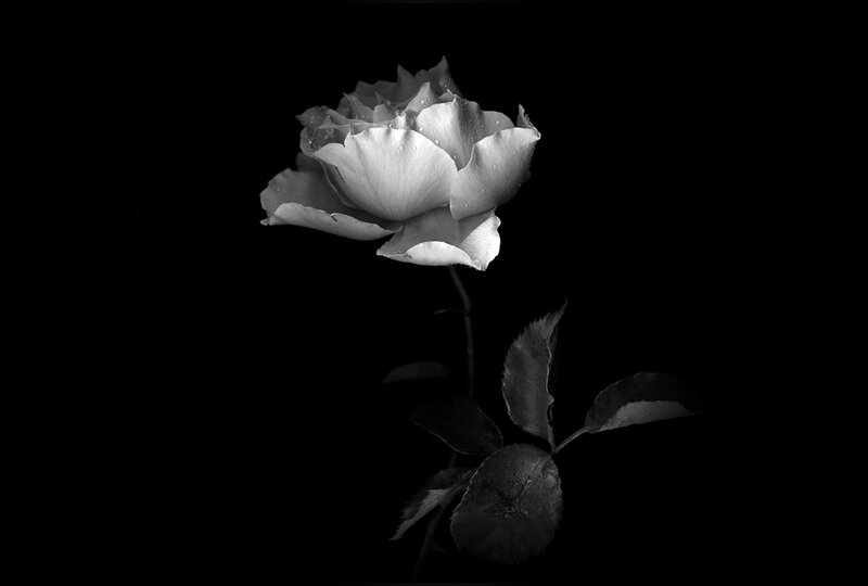 Single Rose Flower — Black