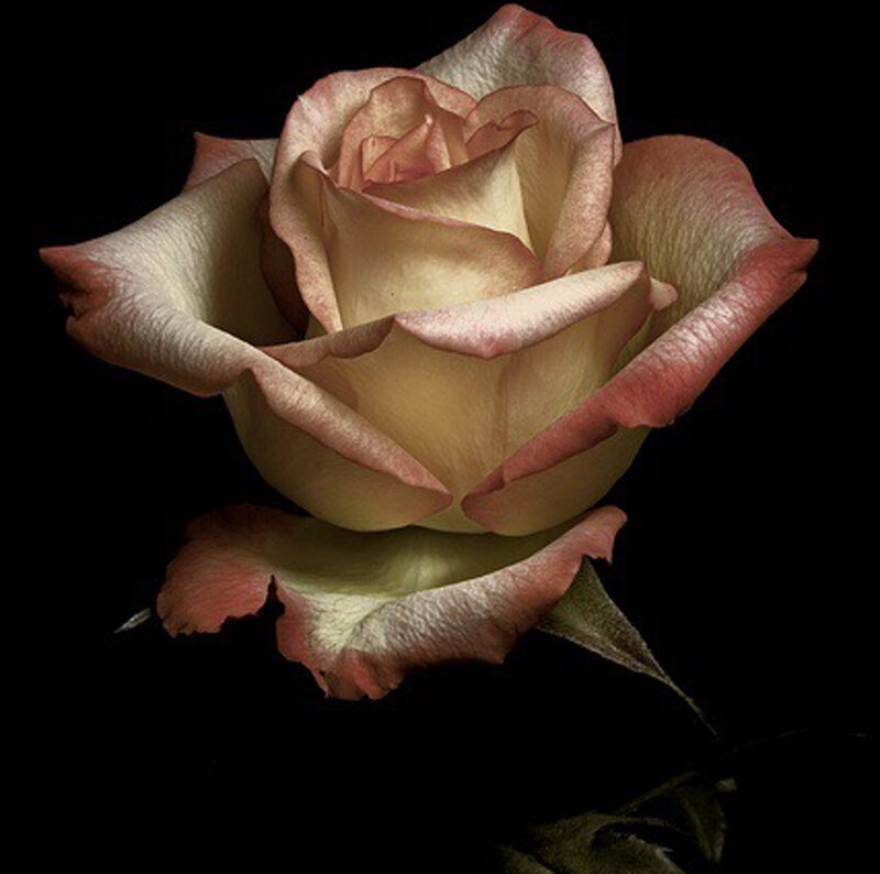 Single Rose Flower — Cream