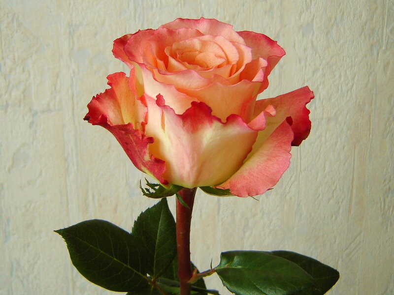 Single Rose Flower — Pink, Calm