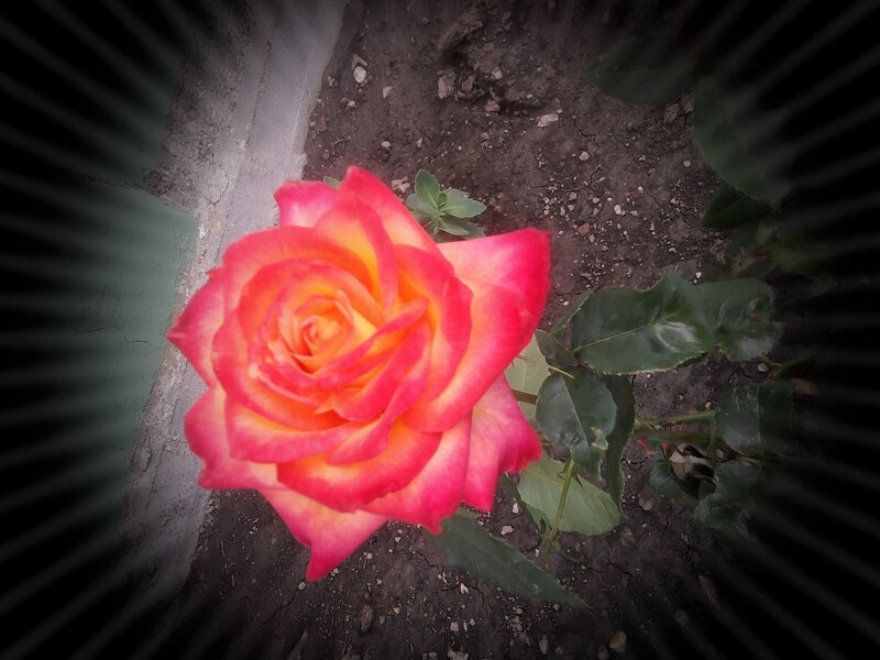 Single Rose Flower — Pink, Dramatic