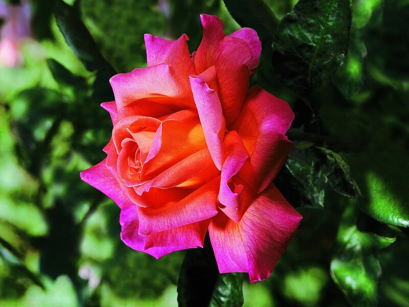 Single Rose Flower — Pink, Natural