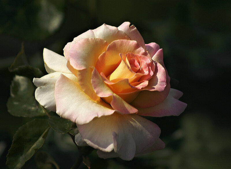 Single Rose Flower — Pink, Serene, Afternoon