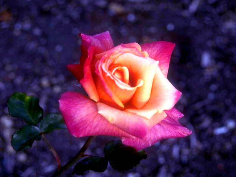 Single Rose Flower — Pink, Serene