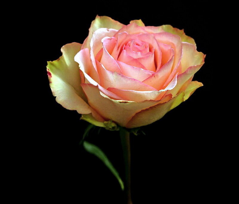 Single Rose Flower — Pink