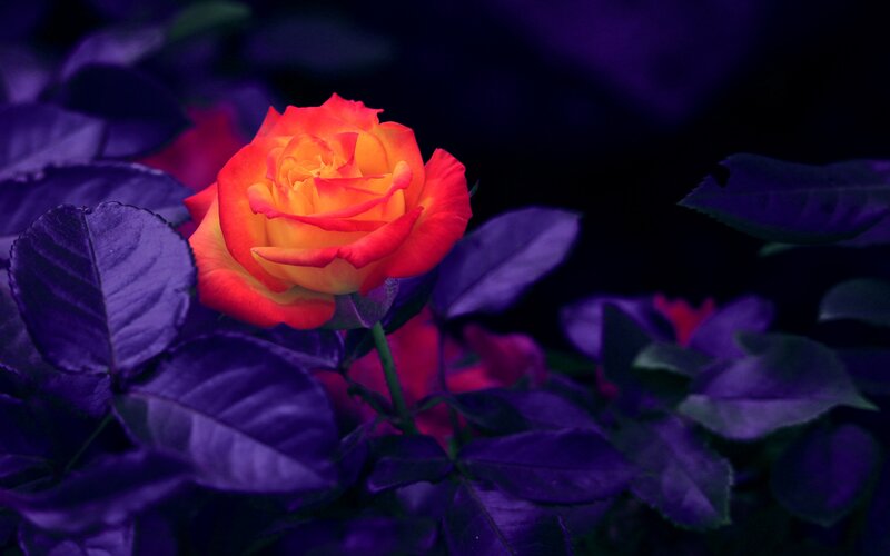 Single Rose Flower — Purple, Dramatic, Night