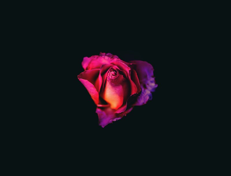 Single Rose Flower — Purple, Dramatic