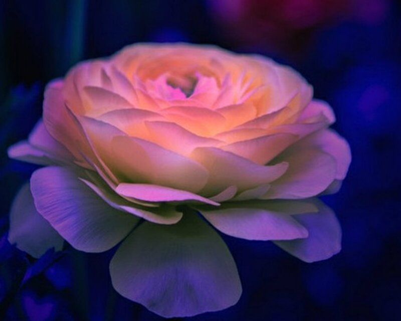 Single Rose Flower — Purple